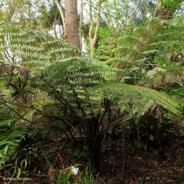 Cyathea dealbata