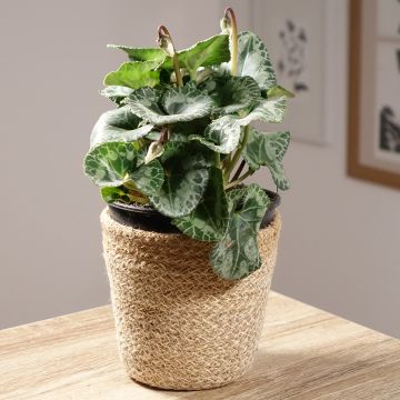 Cyclamen persicum Branco