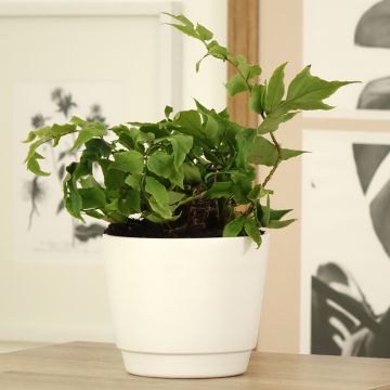 Cyrtomium fortunei var. clivicola