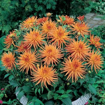 Dália cactus anã Park Record