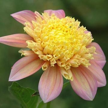 Dália anémona Dahlia Honey