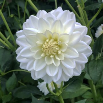 Dália nenúfar Peace Pact