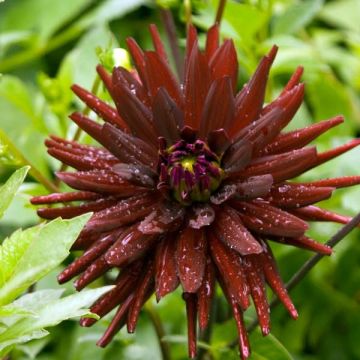 Dália cactus Chat Noir