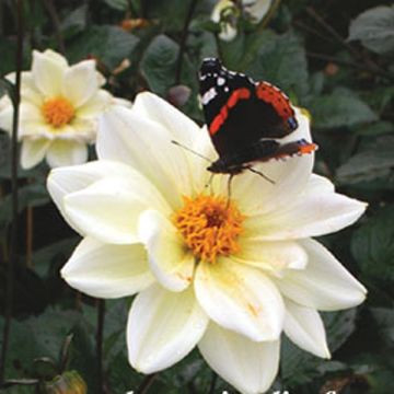 Dália anémona Classic Swanlake