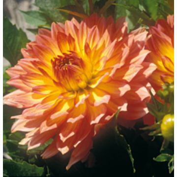 Dália Gallery Cobra