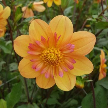 Dália anémona Kelsey Annie Joy