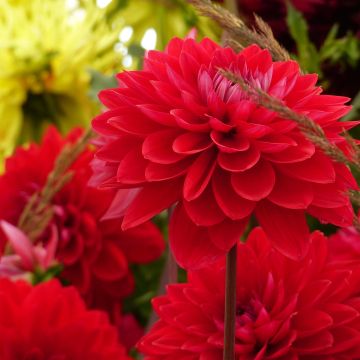 Dália decorativa Philadelphia