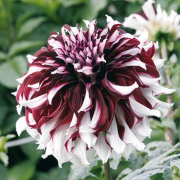 Dália gigante Tartan