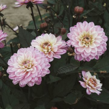 Dália anã Gallery De la Tour