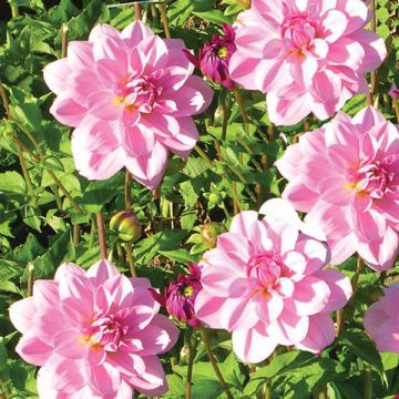 Dália nenúfar Perle d'Heemstede