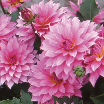 Dália anã Gallery Renoir