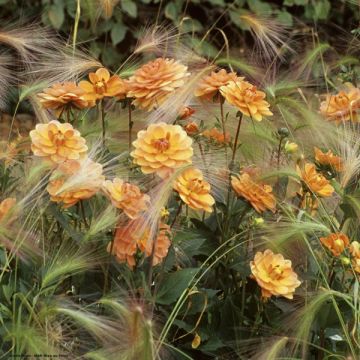 Dália nenúfar Dr Ph. Riedell