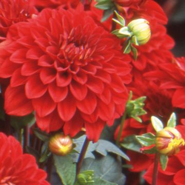 Dália anã Gallery Singer