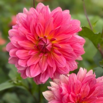 Dália decorativa Napoli