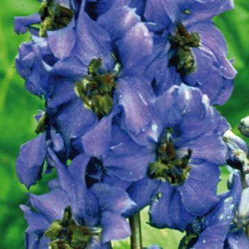 Delphinium Pacific Black Knight