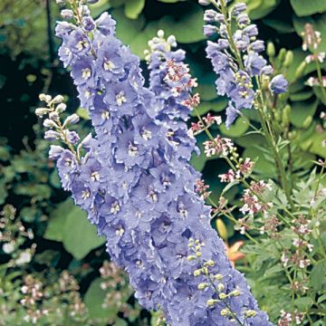 Delphinium Pacific Guinevere