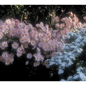 Crisântemo Hillside Pink Sheffield