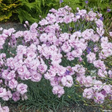 Dianthus plumarius Pike's Pink