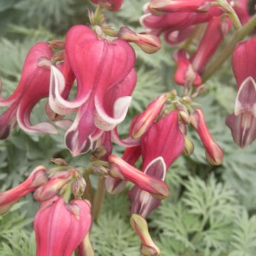 Dicentra King of Hearts