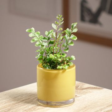 Didymochlaena truncatula