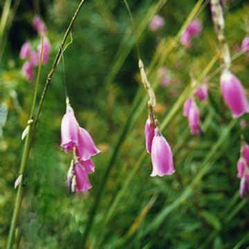 Dierama pulcherrimum