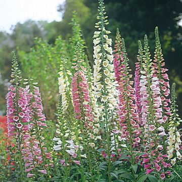 Digitalis purpurea