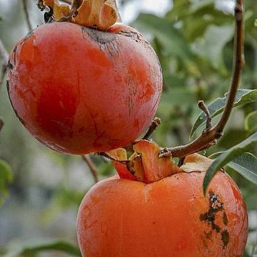 Diospireiro Cioccolatino - Diospyros kaki