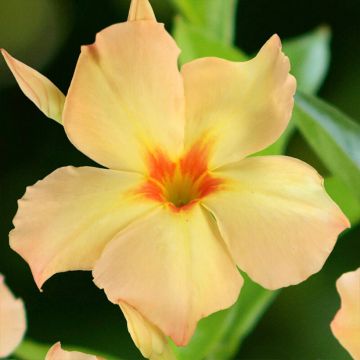 Mandevilla Diamantina Emerald Amber Star