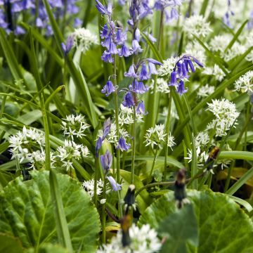Duo para naturalizar Jacinto-dos-bosques e Alho-selvagem