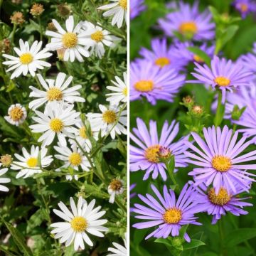 Duo de <i>Kalimeris</i> branco e azul