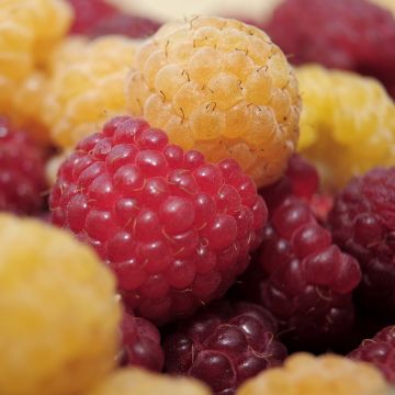 Duo de framboiseiras Heritage vermelha e Fall Gold amarela