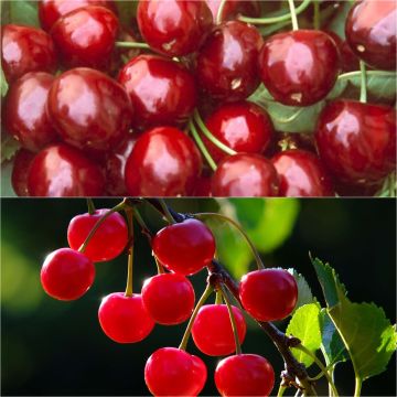 Duo polinizador de cerejeiras de meio-fuste para grandes espaços