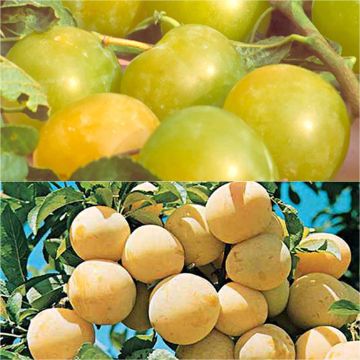 Duo polinizador de rainhas cláudias coloridas em vaso Duo polinizador de rainhas cláudias coloridas em vaso