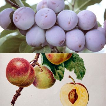 Duo polinizador de rainhas-cláudias em vaso Duo polinizador de rainhas-cláudias em vaso