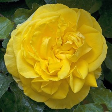 Roseira de flor grande Pacific Sunset