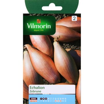 Echalion Zébrune Vilmorin plantas jovens
