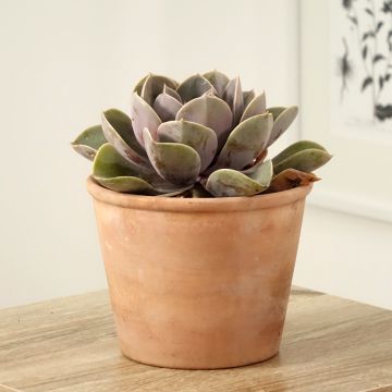 Echeveria Perle Von Nürnberg
