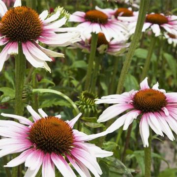 Echinacea Funky White