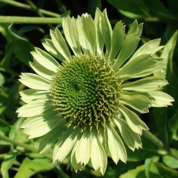 Echinacea Green Jewel
