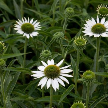 Echinacea Purity