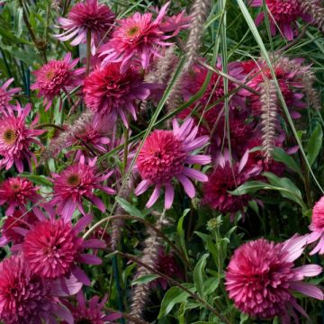 Echinacea Southern Belle