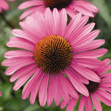 Echinacea angustifolia