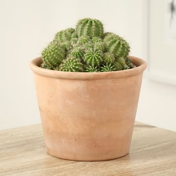 Echinopsis multiplex