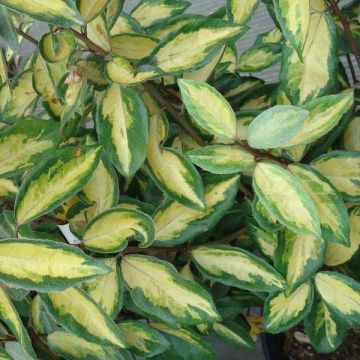 Elaeagnus ebbingei Limelight