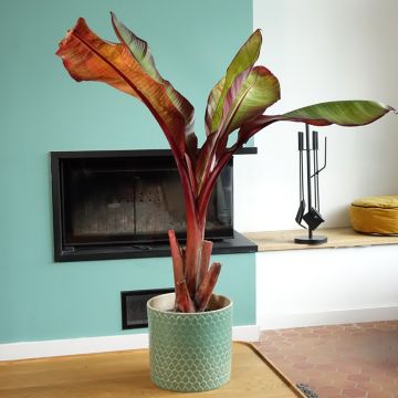 Ensete ventricosum Maurelii