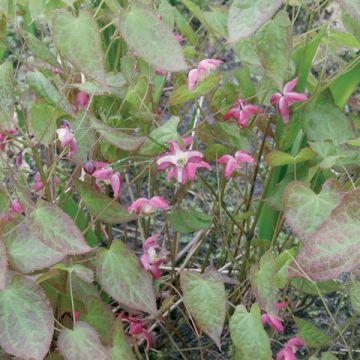 Epimedium rubrum