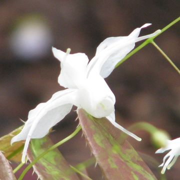 Epimedium ogisui