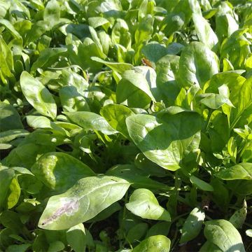 Espinafre Palco F1 Bio