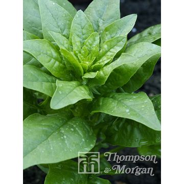 Espinafre Picasso F1