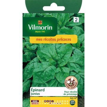 Espinafre Junius Vilmorin